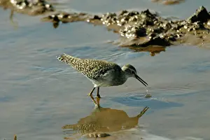 Glareola: Wood Sandpiper