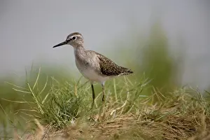 Glareola: Wood Sandpiper