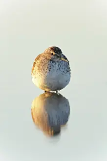 Glareola: Wood Sandpiper