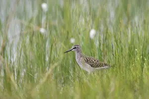 Glareola: Wood Sandpiper