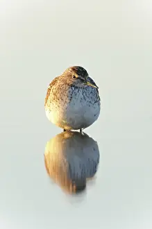 Glareola: Wood Sandpiper