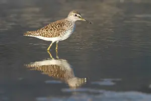 Kalloni: Wood Sandpiper