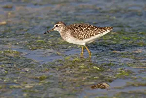 Kalloni: Wood Sandpiper