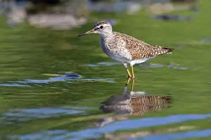 Glareola: Wood Sandpiper