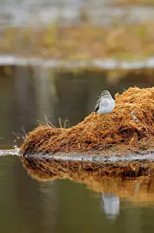 Peat: Wood Sandpiper