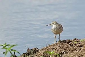 Glareola: Wood Sandpiper