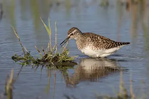 Glareola: Wood Sandpiper
