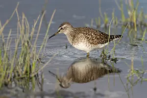 Glareola: Wood Sandpiper