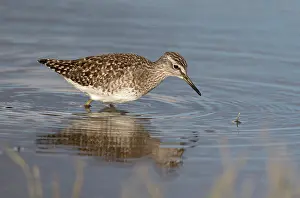 Glareola: Wood Sandpiper