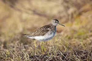 Shorebird: Wood Sandpiper