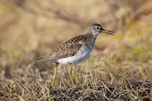Shorebird: Wood Sandpiper