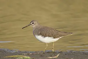 Tringa: Wood Sandpiper - adult bird - Germany