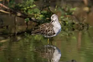 Glareola: Wood Sandpiper preening