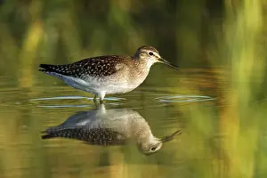 Bony Fish: Wood Sandpiper (Tringa glareola)