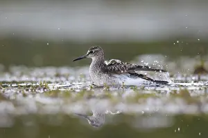 Bathing: Wood Sandpiper (Tringa glareola) bathing