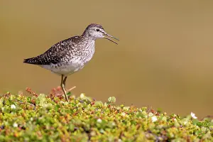 Sound: Wood Sandpiper (Tringa glareola) in breeding area