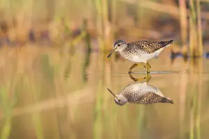 Bony Fish: Wood Sandpiper (Tringa glareola) foraging, Poland