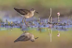 Bony Fish: Wood Sandpiper (Tringa glareola) foraging, Poland