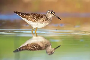 Tringa: Wood Sandpiper (Tringa glareola), side view of an