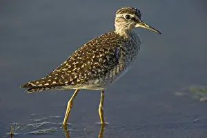 Tringa: Wood Sandpiper (Tringa glareola) walking and fo