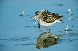 Glareola: Wood SANDPIPER - wading, side view