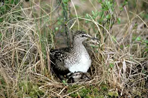 Glareola: Wood Sandpiper - with young