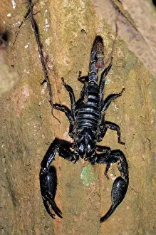 Kelantan: Wood Scorpion
