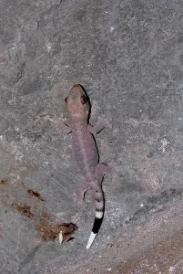 Trinidad: Wood Slave Gecko