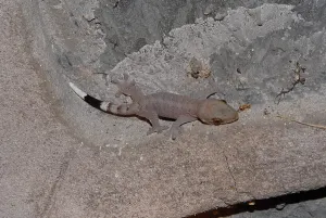 Trinidad: Wood Slave Gecko