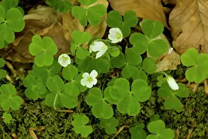 Oxalis: Wood sorrel