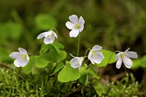 Oxalis: Wood sorrel