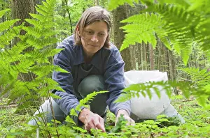Sack: Wood sorrel