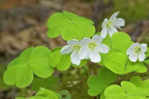 Oxalis: Wood-Sorrel - close up of flower and leaves