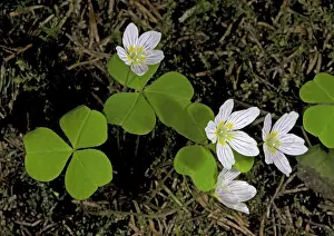 Oxalis: Wood sorrel in flower