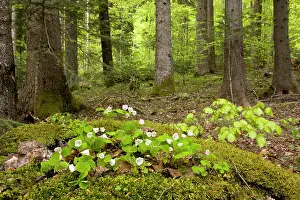 Oxalis: Wood Sorrel - in flower in spring - in deciduous
