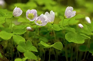 Oxalis: Wood Sorrel - in flower in spring in deciduous woodland