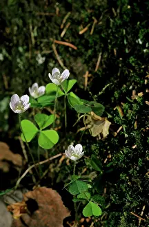 Oxalis: Wood sorrel - flowering in spring