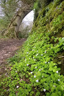 Oxalis: Wood Sorrel - King's Wodd