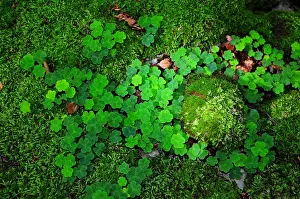 Soil: Wood sorrel (Oxalis acetolsella) clover leaves