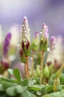 Sorrel: Wood sorrel, Violet wood sorrel, Oxalis violacea