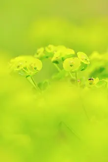 Spurge: Wood Spurge