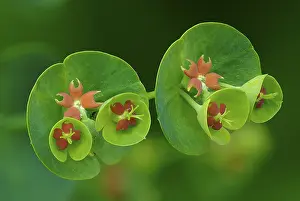 Spurge: Wood Spurge (Euphorbia amygdaloides) close up o