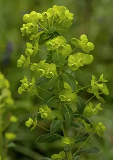 Spurges: Wood spurge - in flower