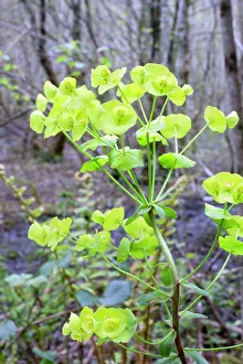 Amygdaloides: Wood Spurge Flowers