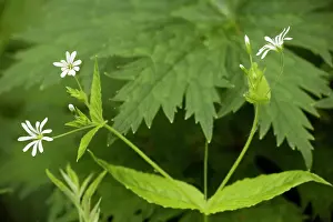 Stellaria: Wood stitchwort in flower