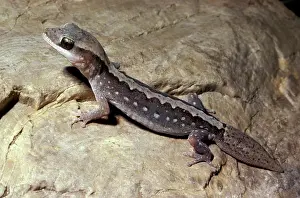 Vittatus: Wood / Stone gecko