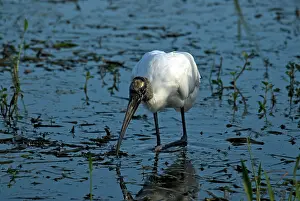 Wakodahatchee: Wood Stork