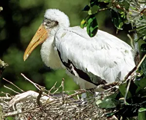 Flint: Wood Stork