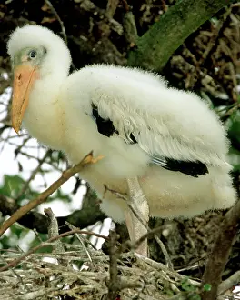 Flint: Wood Stork
