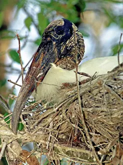 Flint: Wood Stork